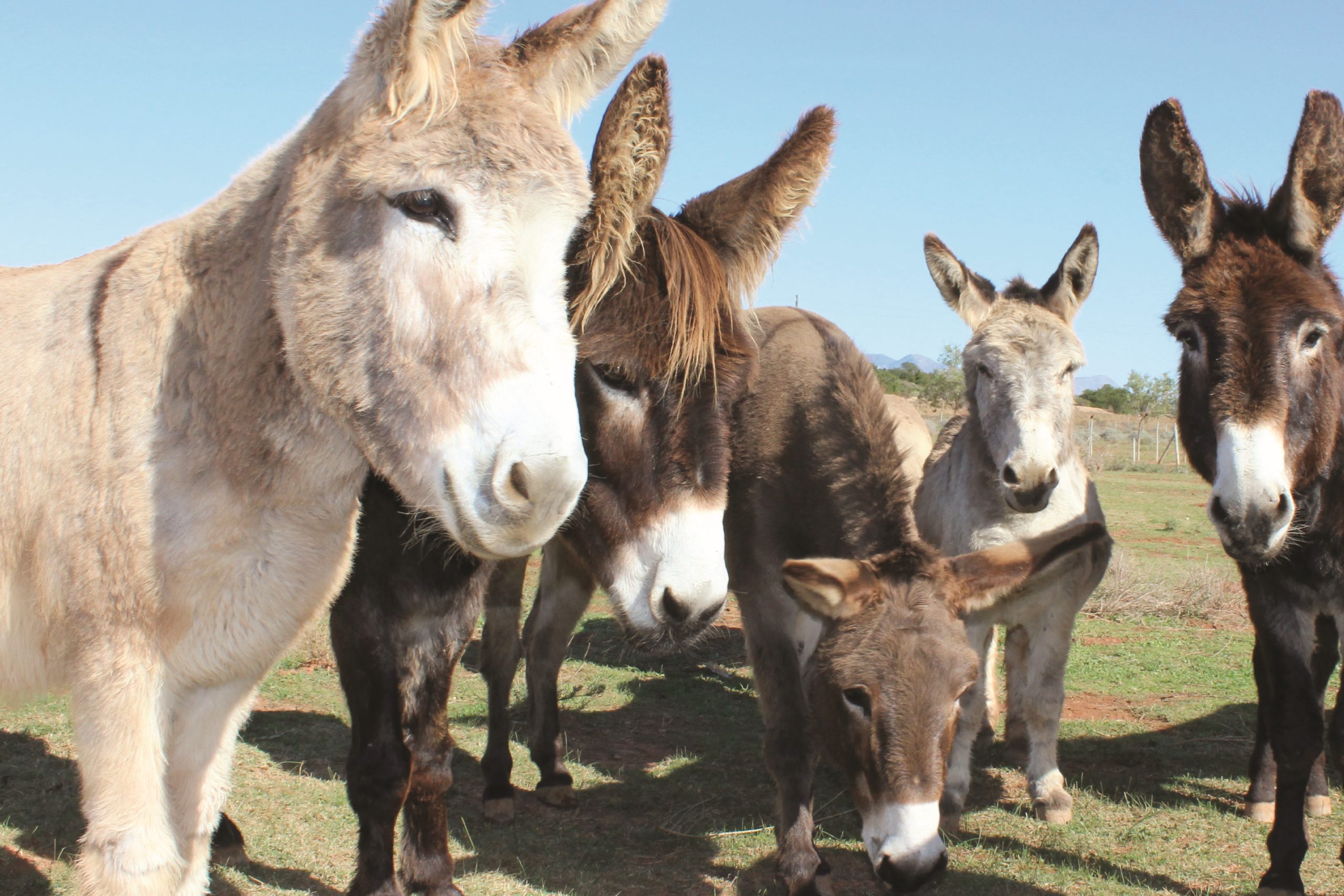 Eseltjiesrus Donkey Sanctuary