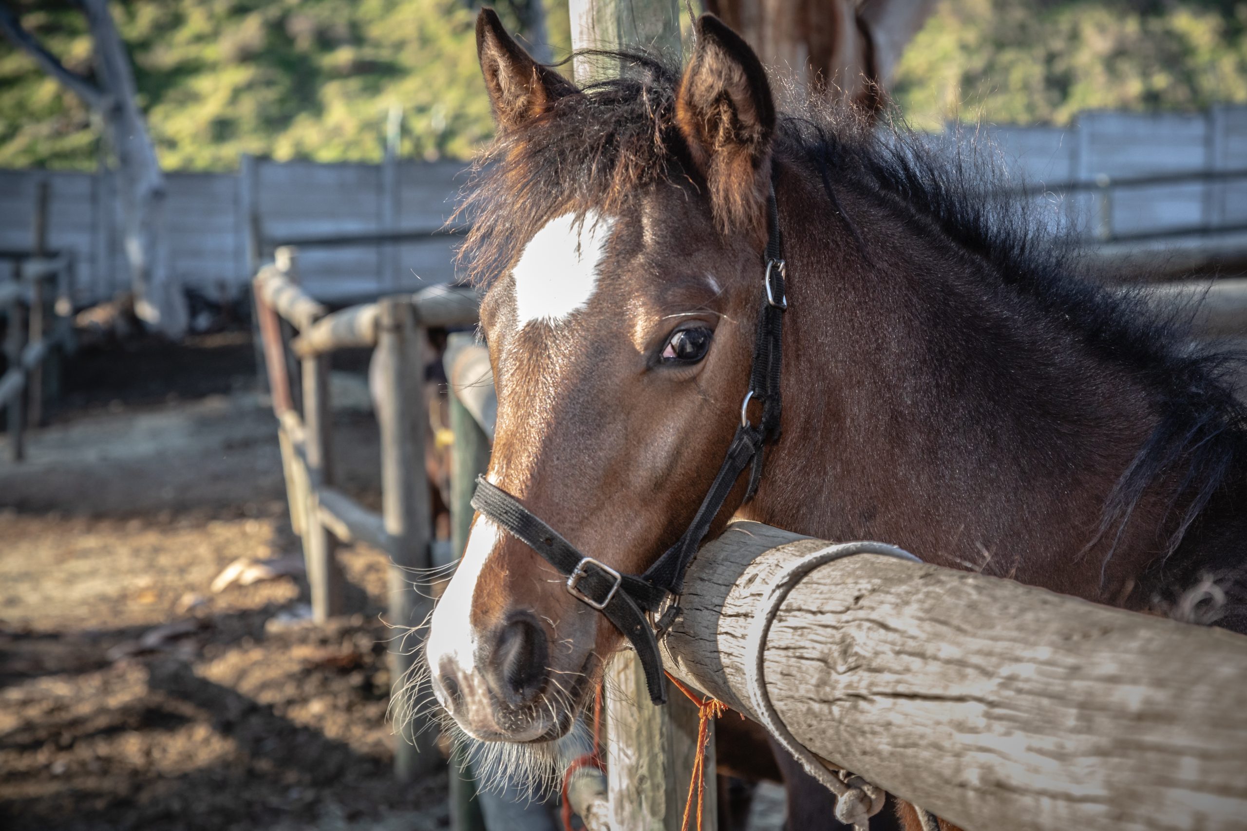 Cart Horse Protection Association